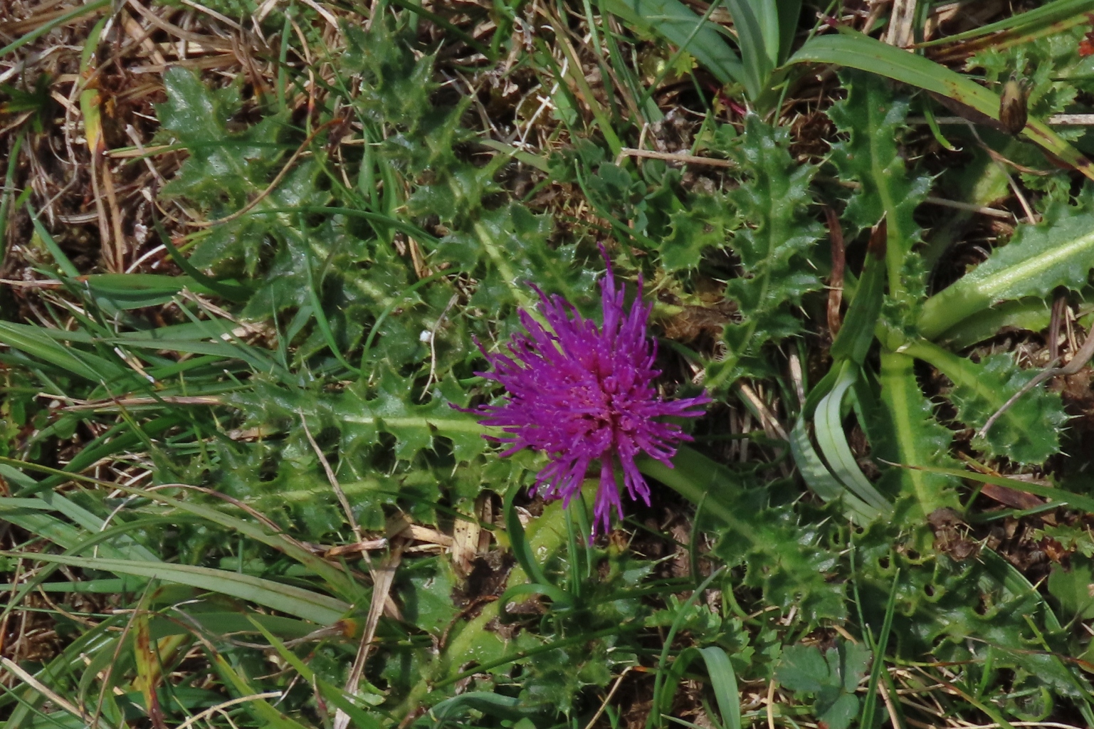 Dwarf-Thistle